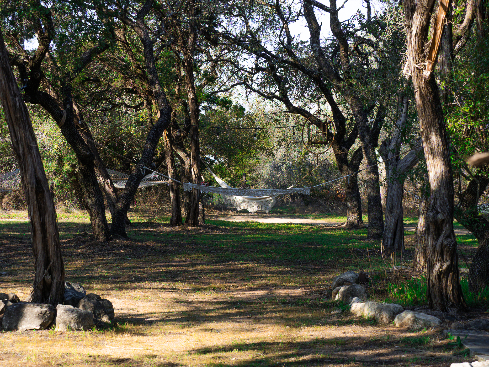 Oak groves and hammocks on the ranch grounds